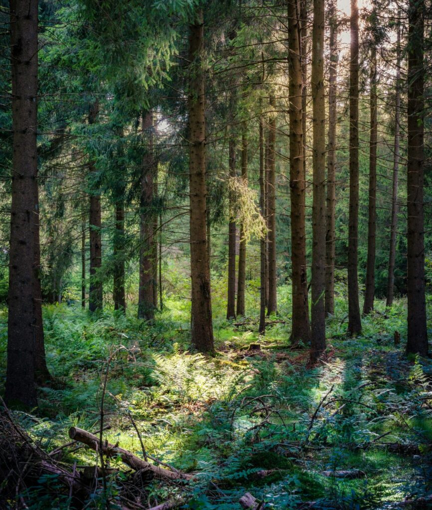 Misja fundacji Malachite Minds